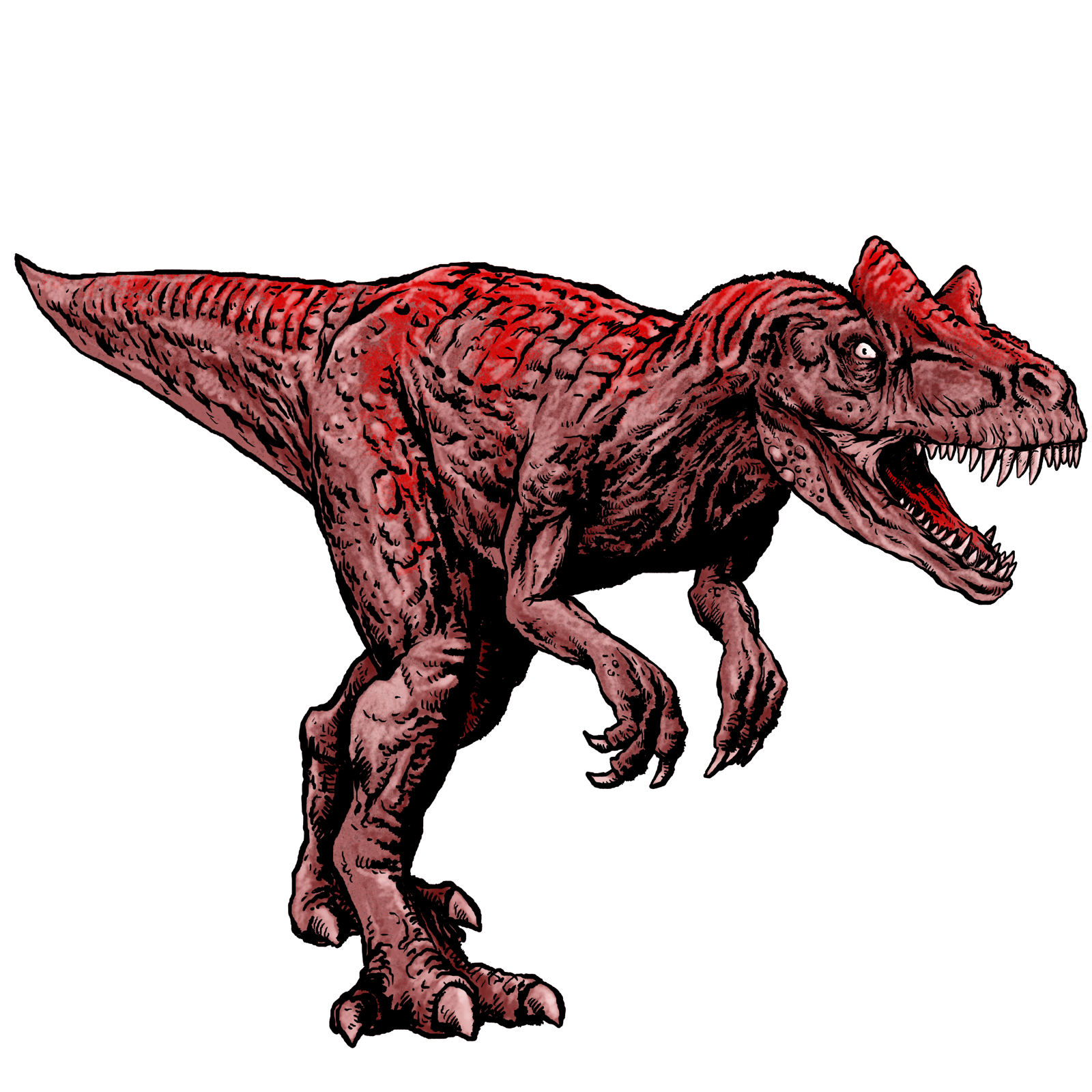 Allosaurus, drawn at Large scale