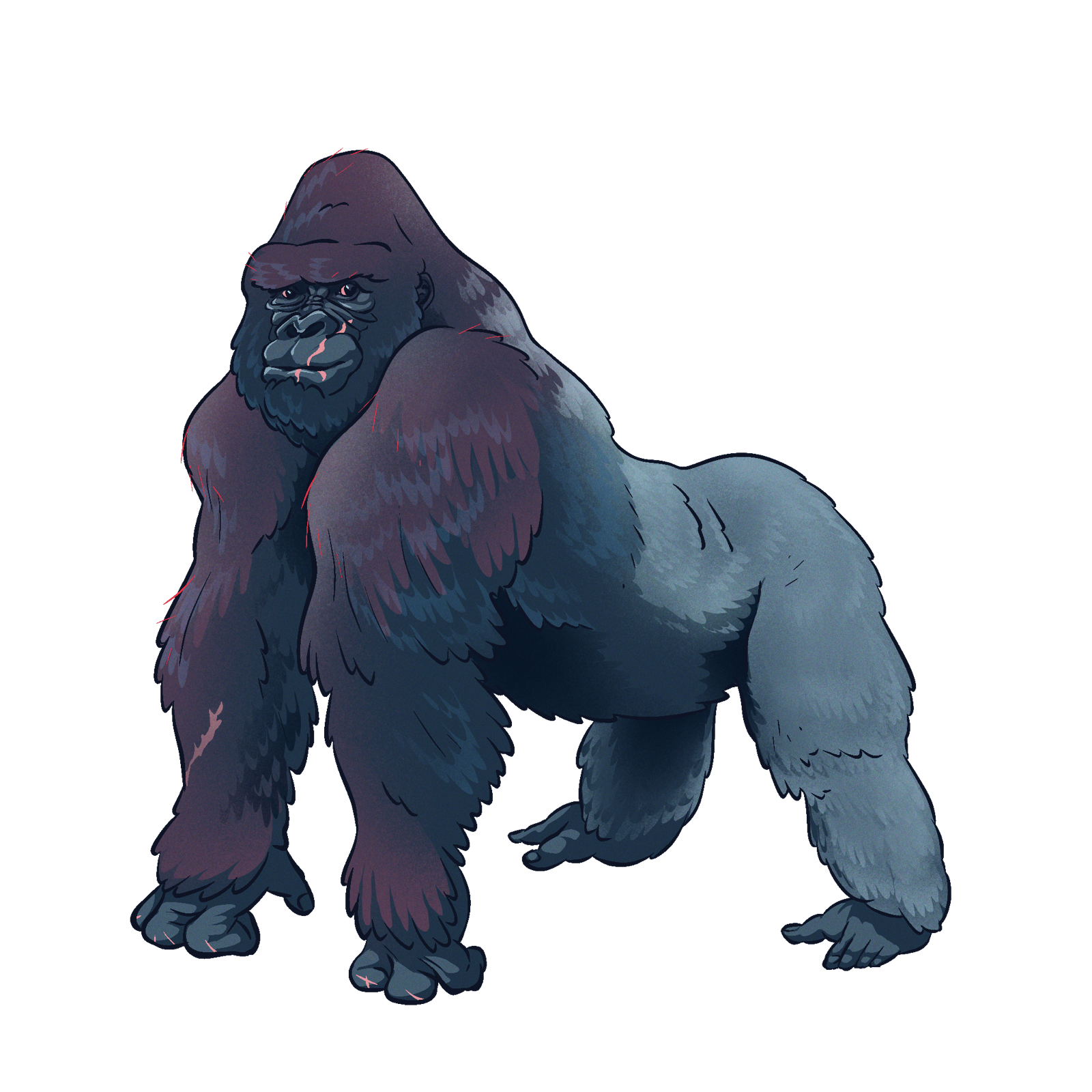 Ape, drawn at Medium scale