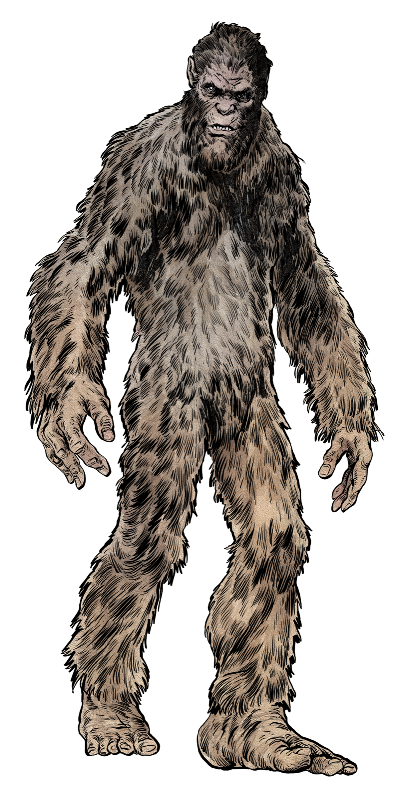 Bigfoot, drawn at Large scale