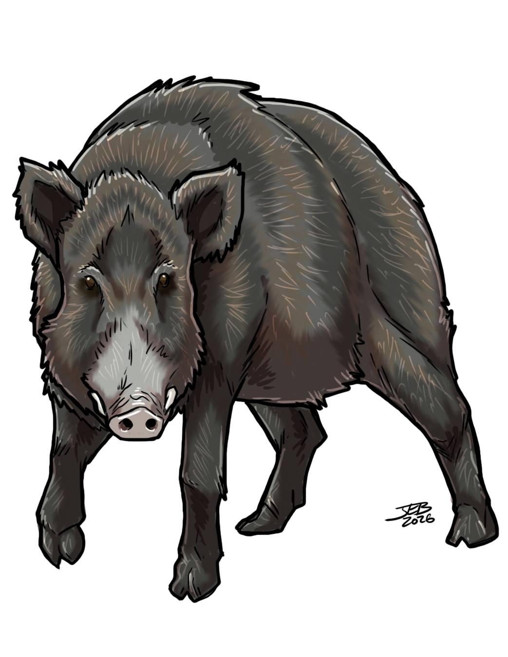Boar, drawn at Medium scale