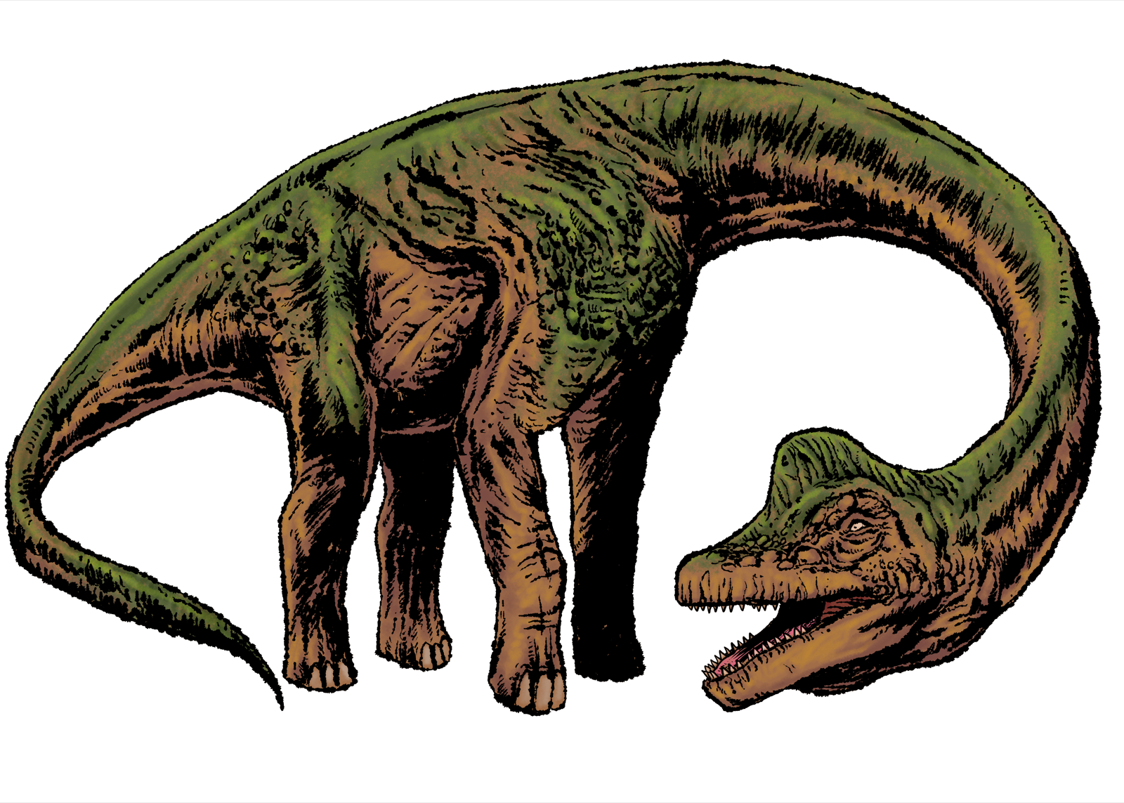 Brachiosaurus, drawn at Gargantuan scale