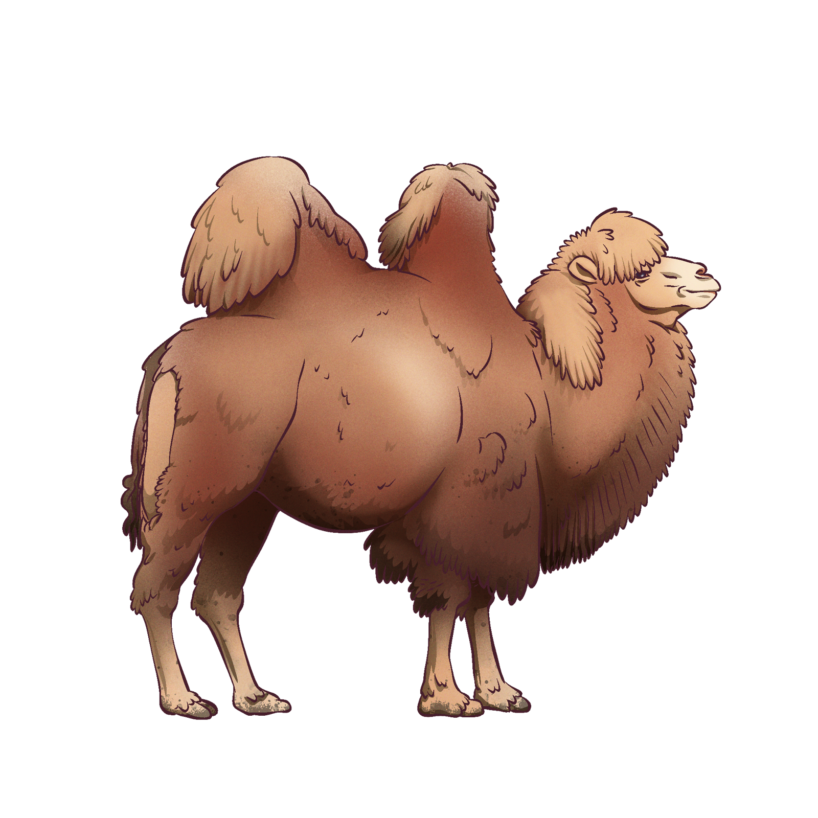 Camel, drawn at Large scale