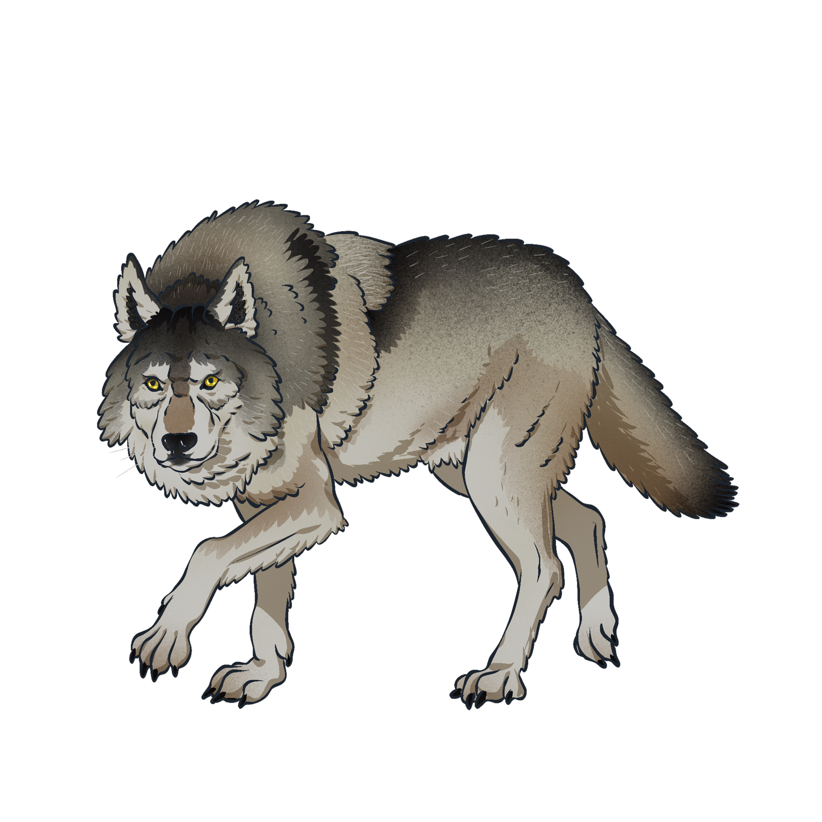 Canine, drawn at Medium scale