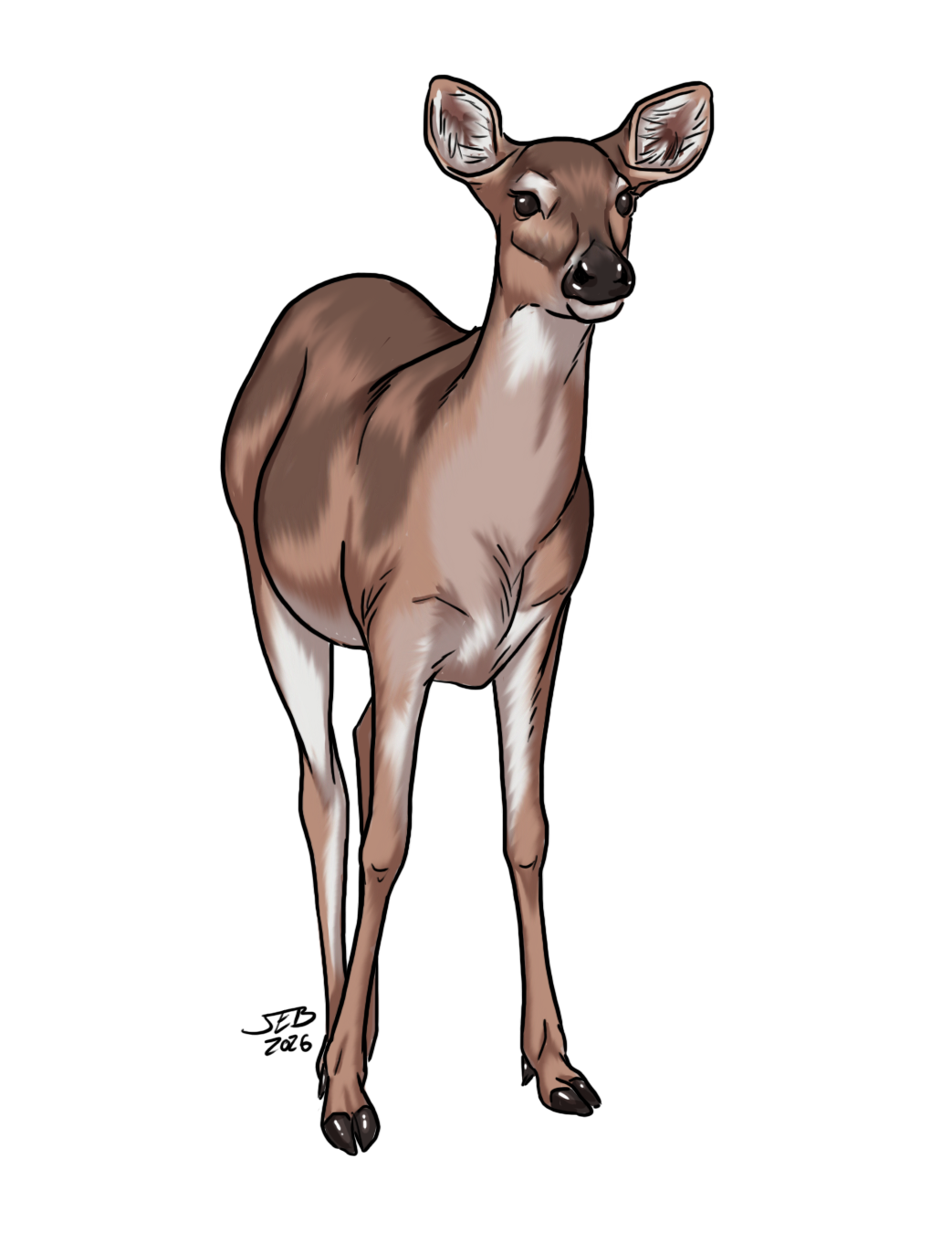 Deer, drawn at Medium scale
