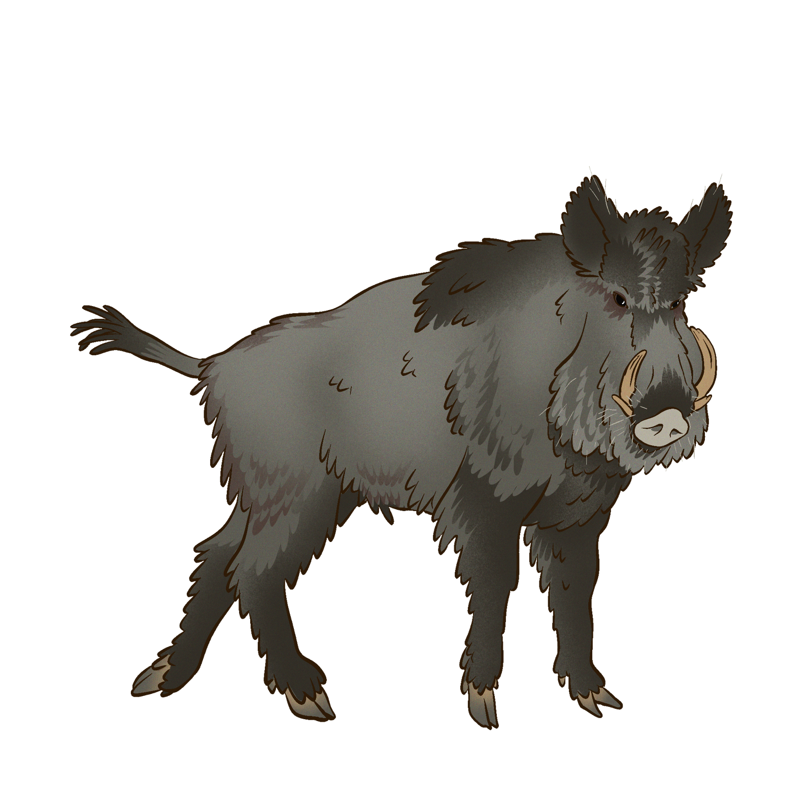 Dire Boar, drawn at Large scale
