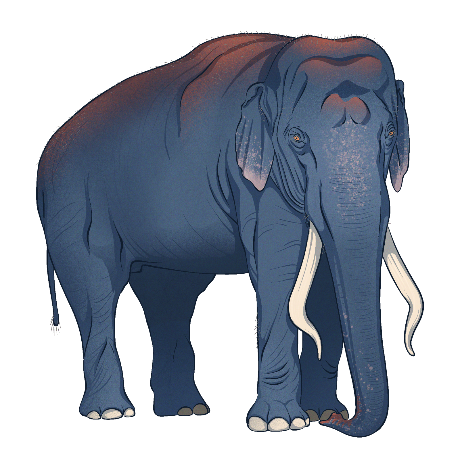 Elephant, drawn at Huge scale