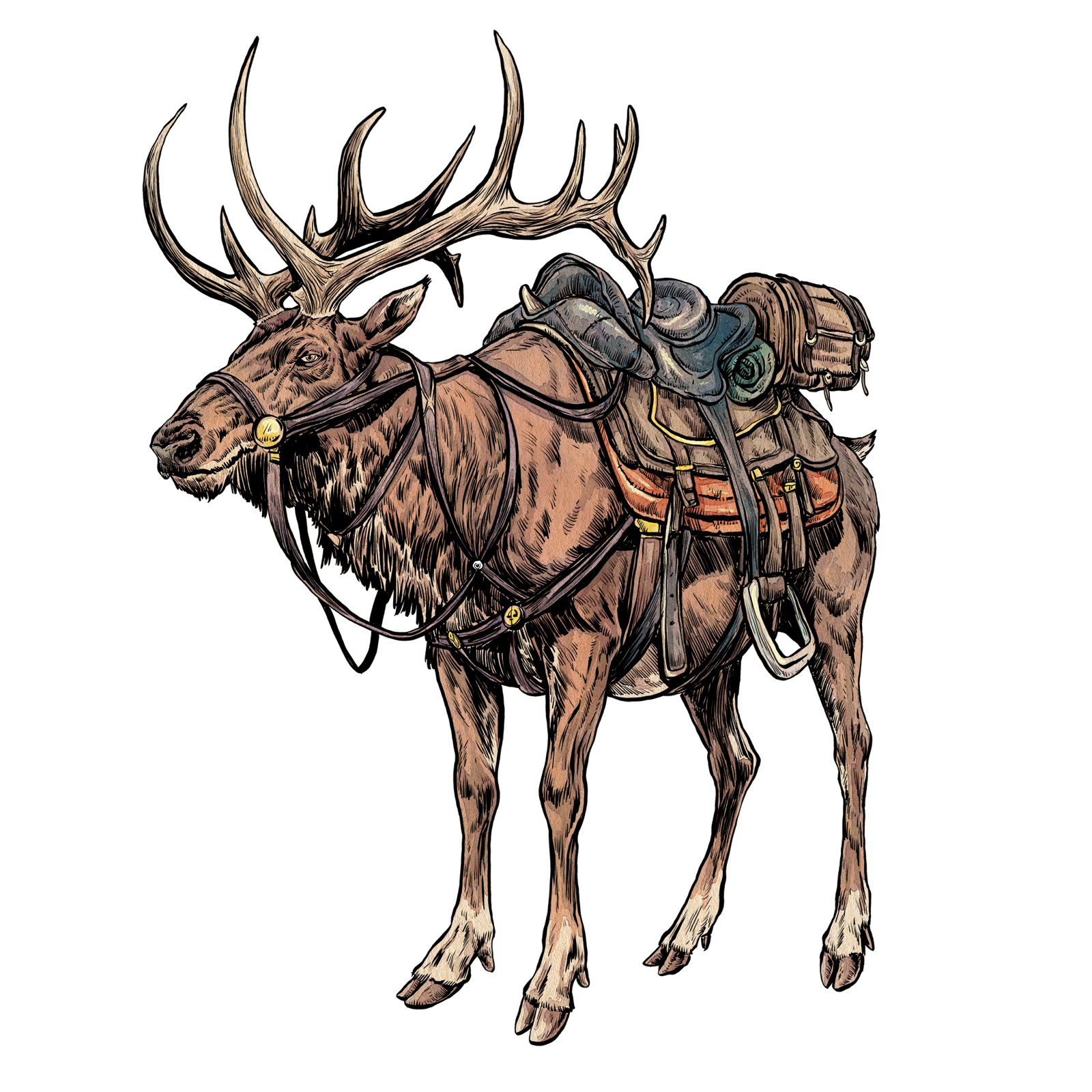 Elk, drawn at Large scale