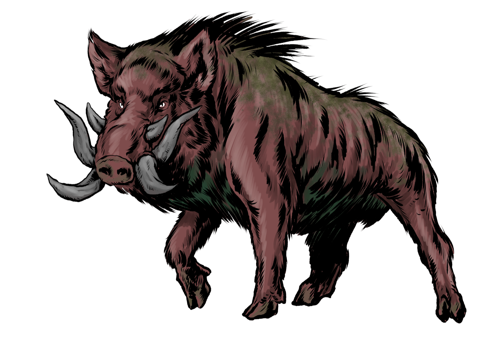 Giant Boar, drawn at Large scale