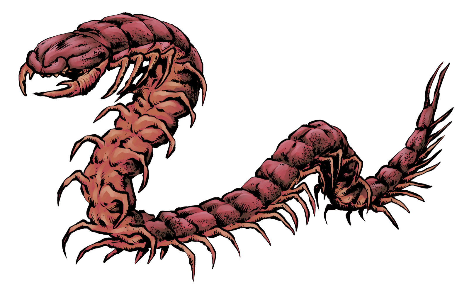 Giant Centipede, drawn at Small scale