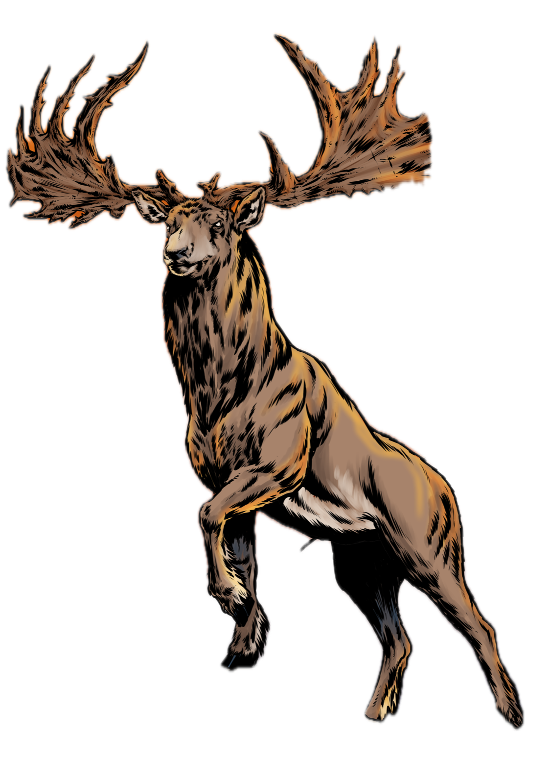Giant Elk, drawn at Large scale