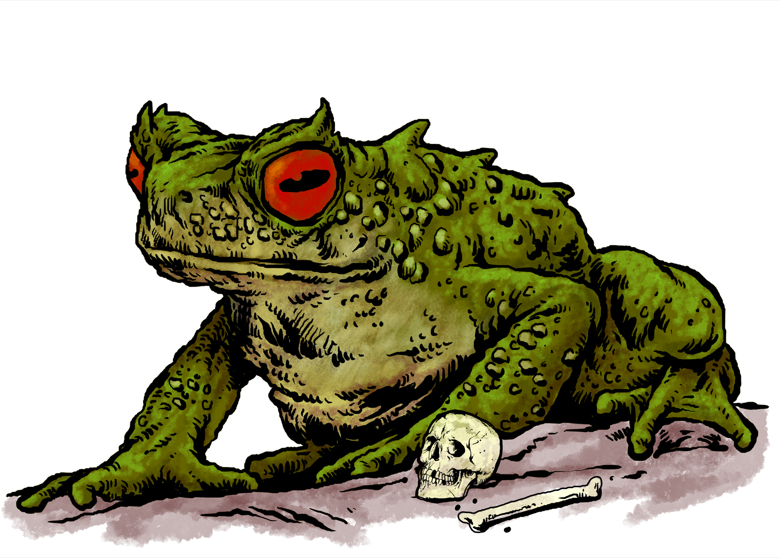 Giant Frog, drawn at Medium scale