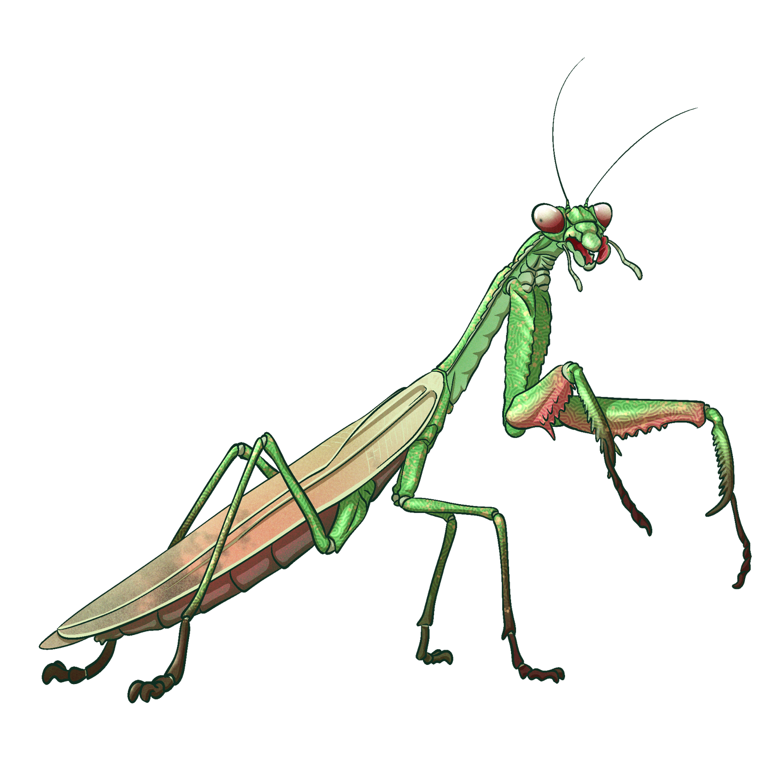 Giant Mantis, drawn at Large scale