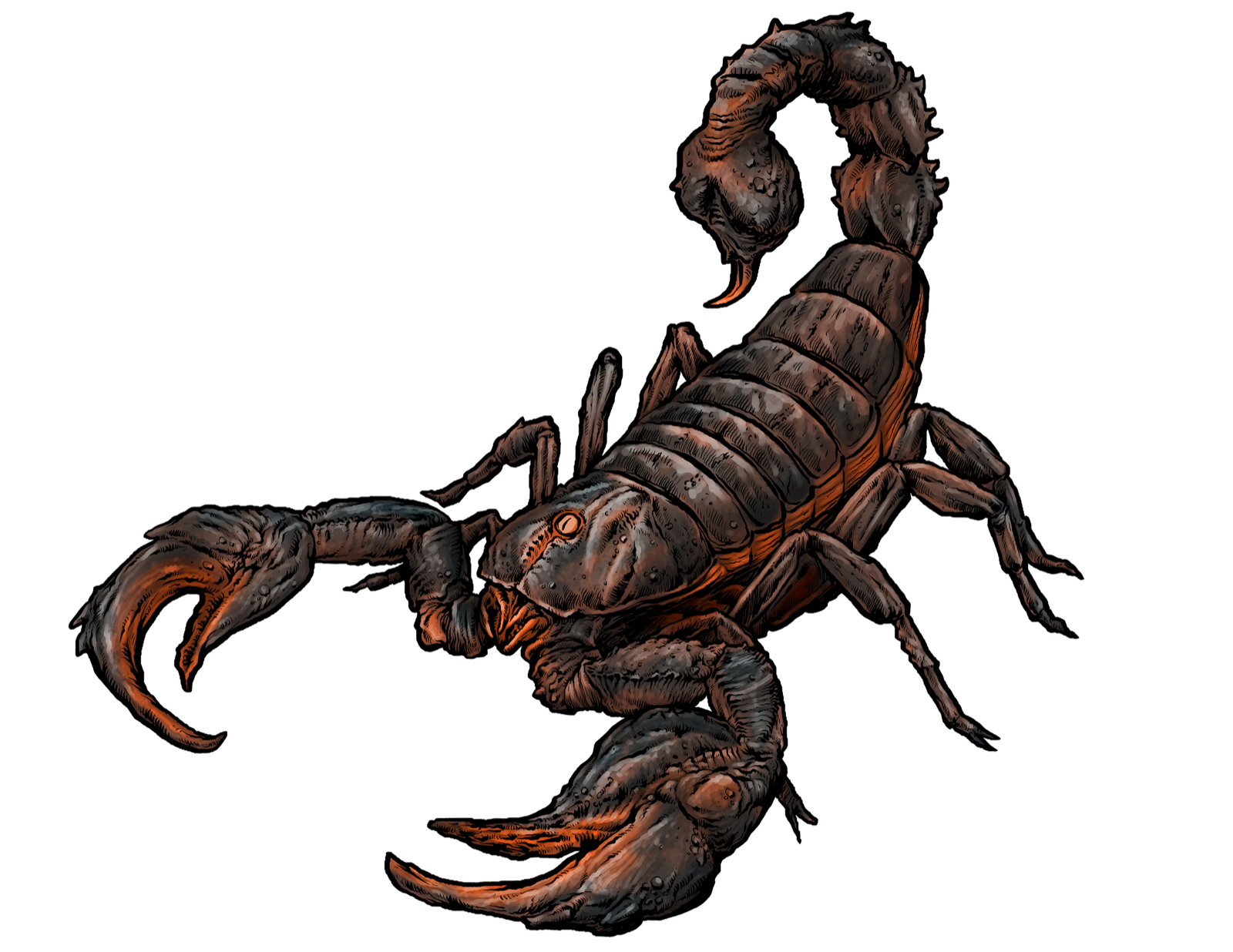 Giant Scorpion, drawn at Large scale