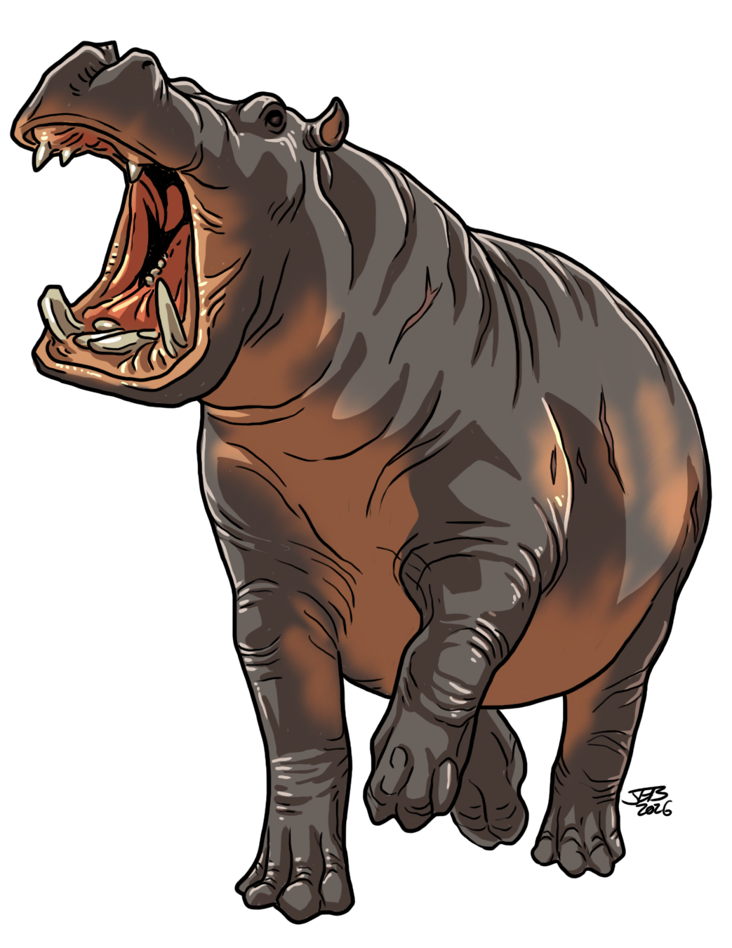 Hippopotamus, drawn at Large scale