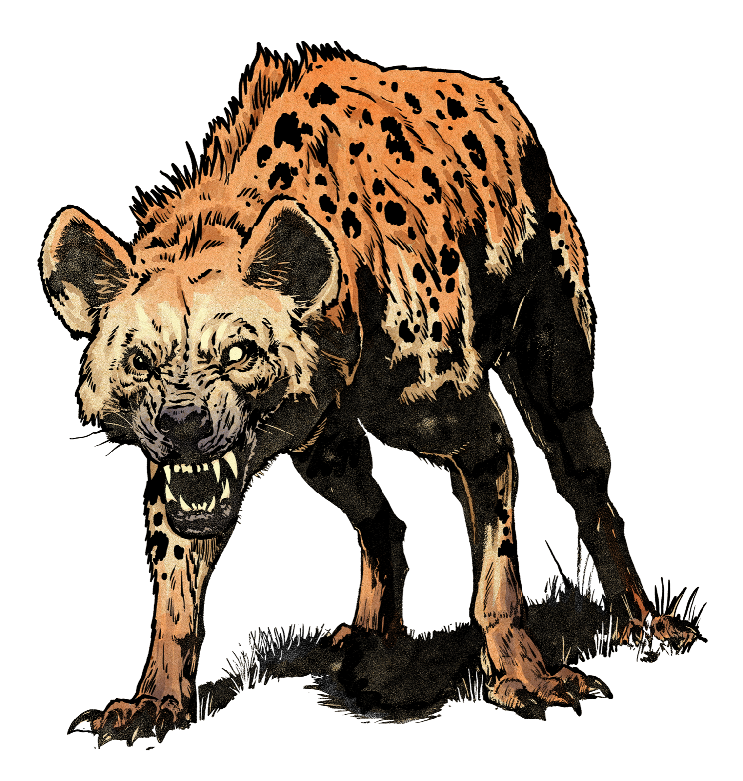 Hyena, drawn at Medium scale