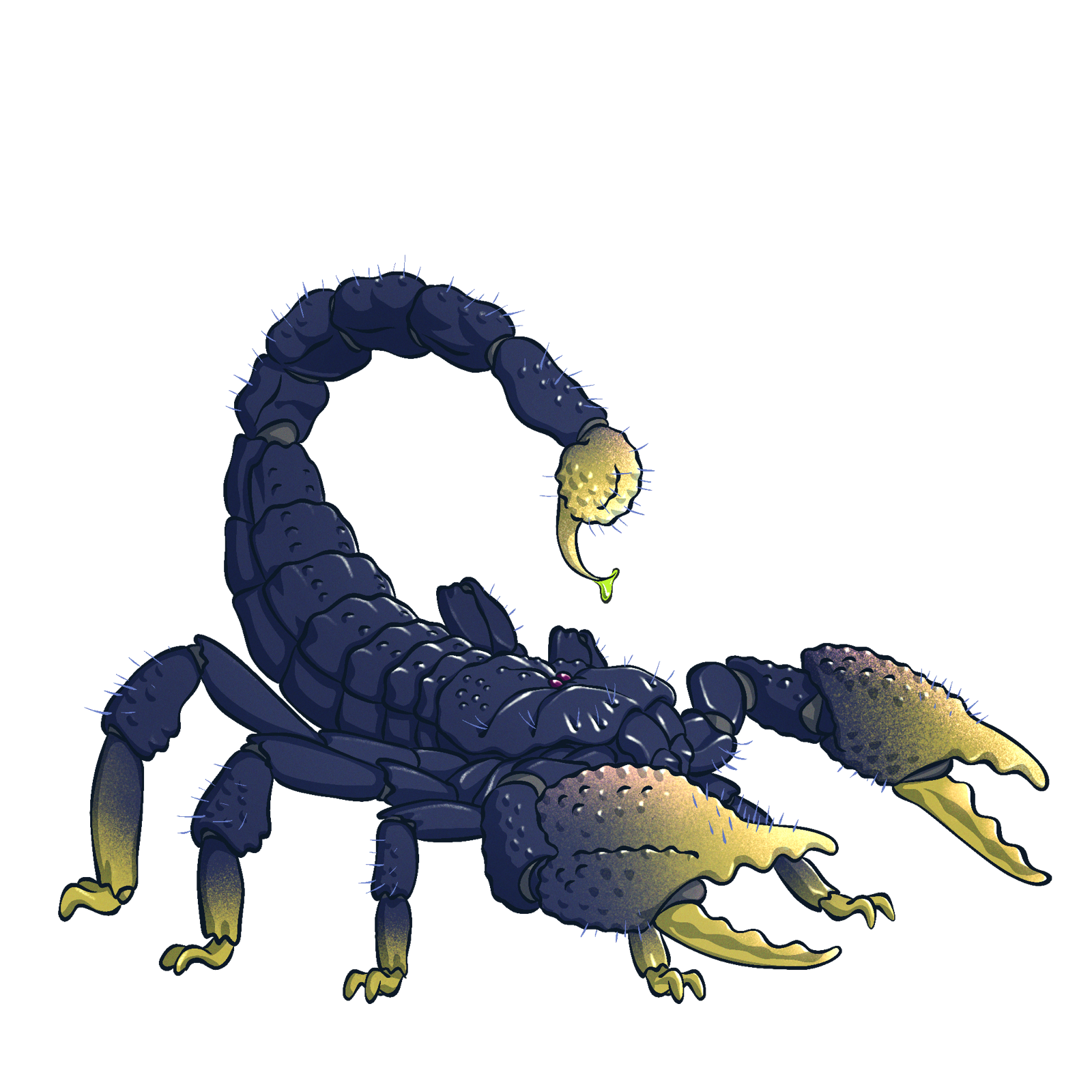 Irradiated Scorpion, drawn at Large scale
