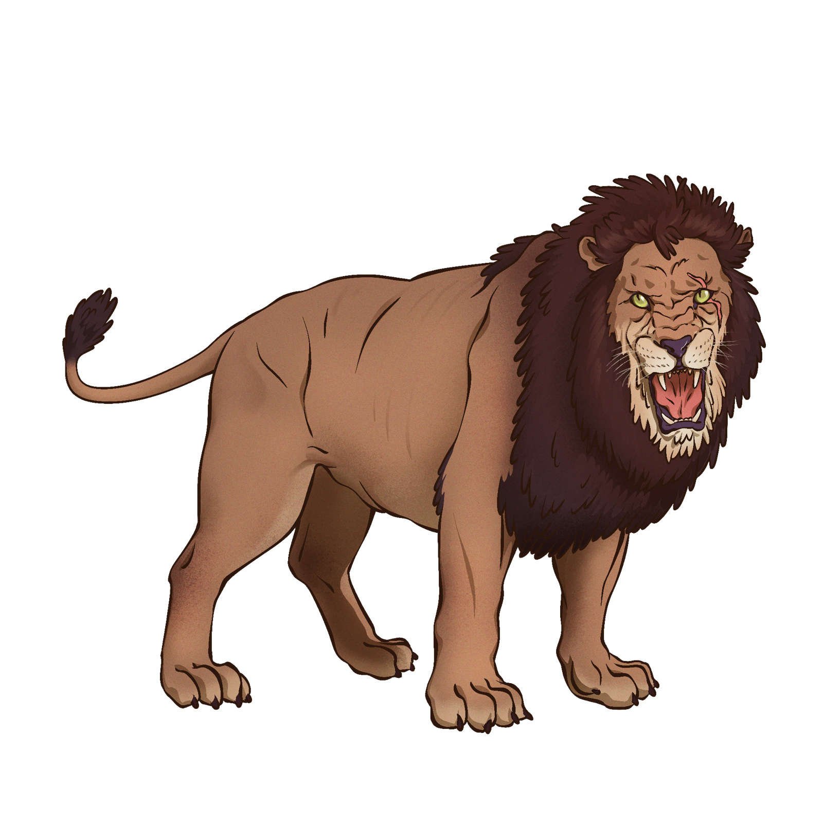 Lion, drawn at Large scale