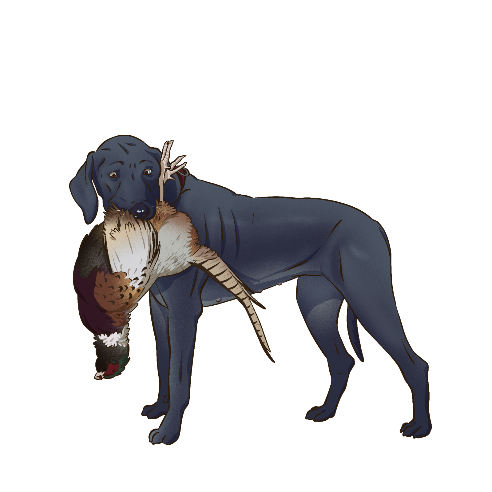 Mastiff, drawn at Medium scale