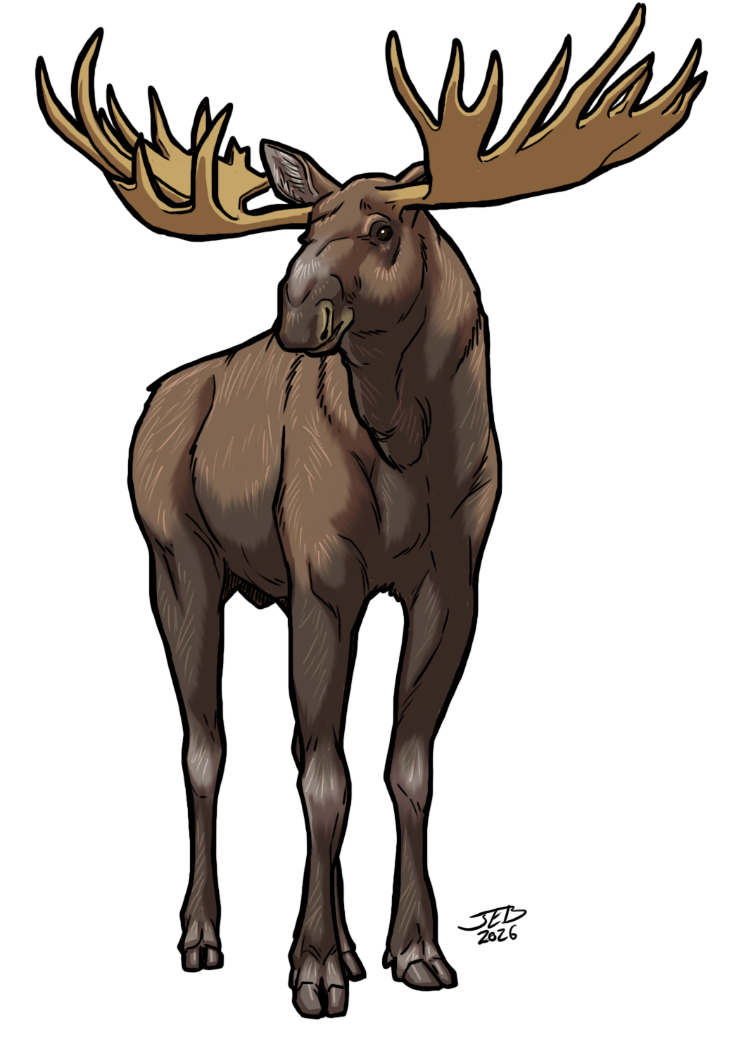 Moose, drawn at Large scale