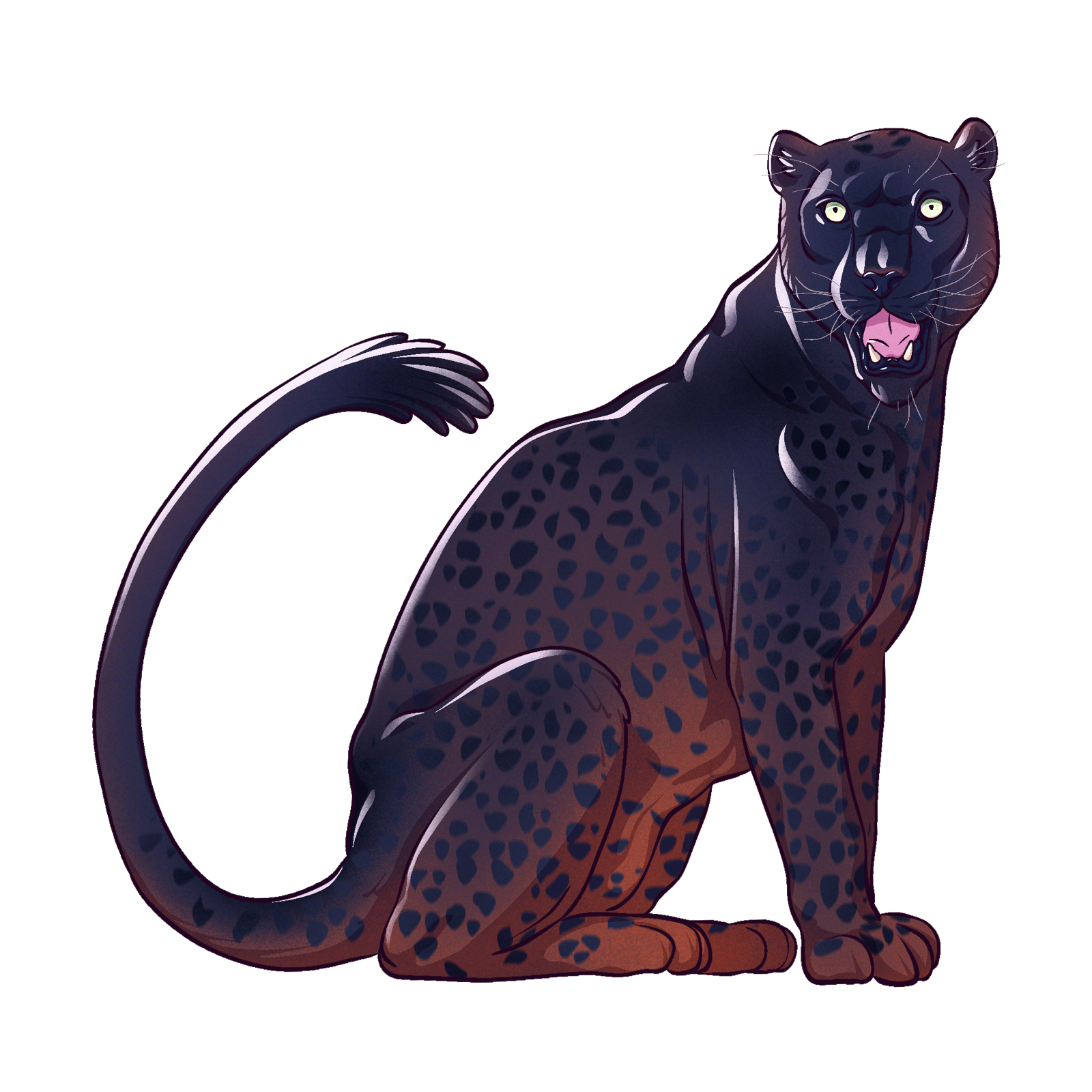 Panther, drawn at Medium scale