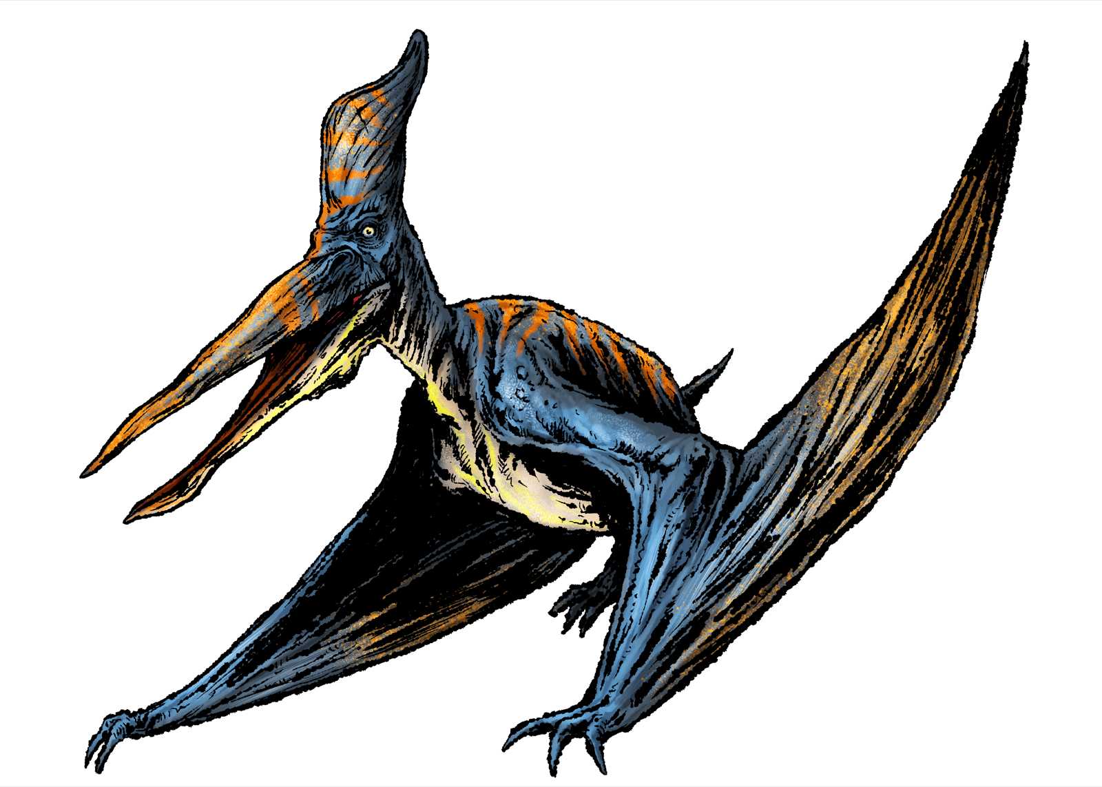 Pteranodon, drawn at Medium scale