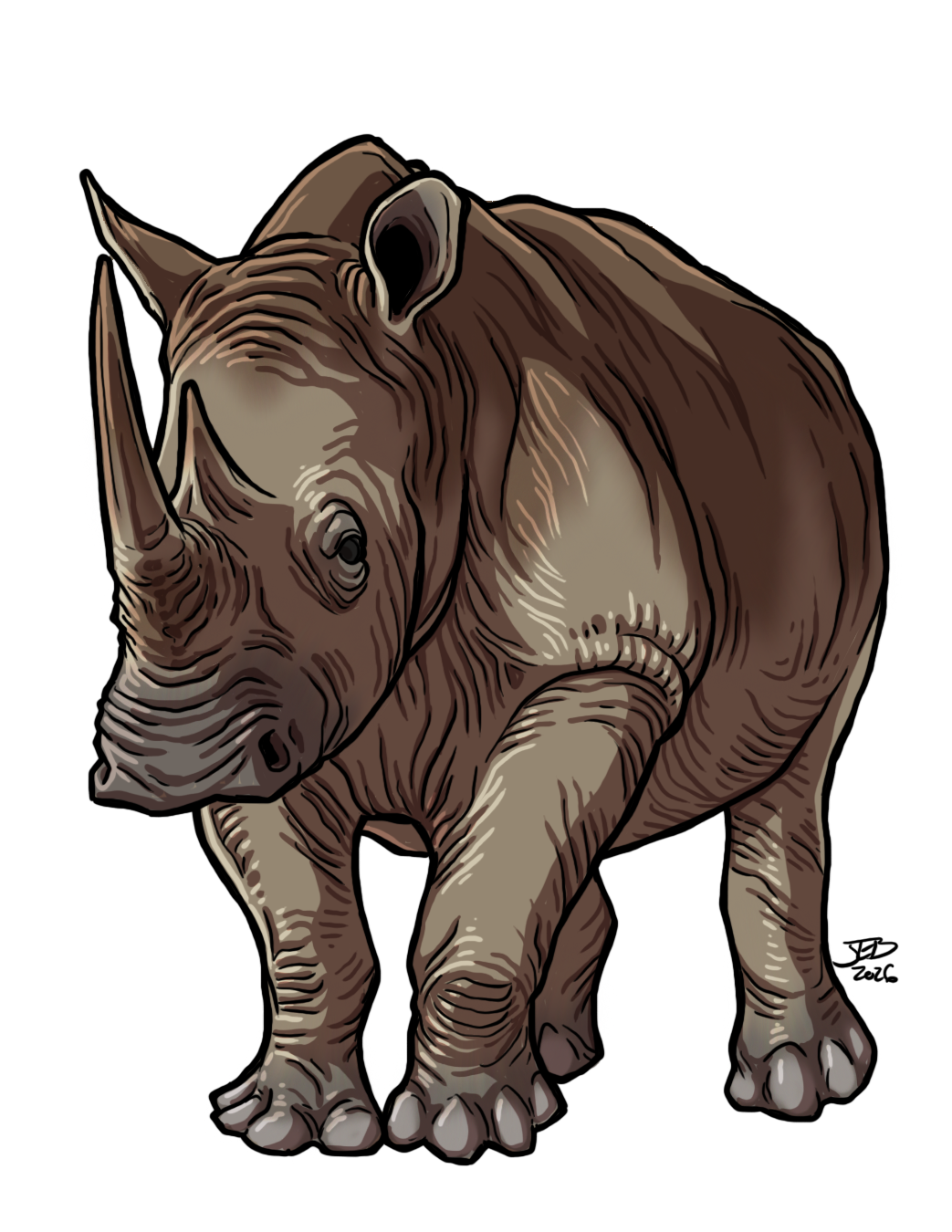 Rhinoceros, drawn at Large scale