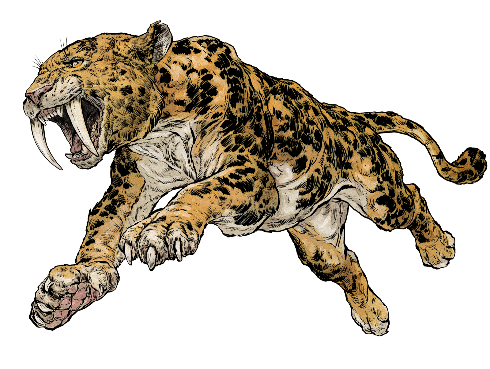 Sabre Cat, drawn at Large scale