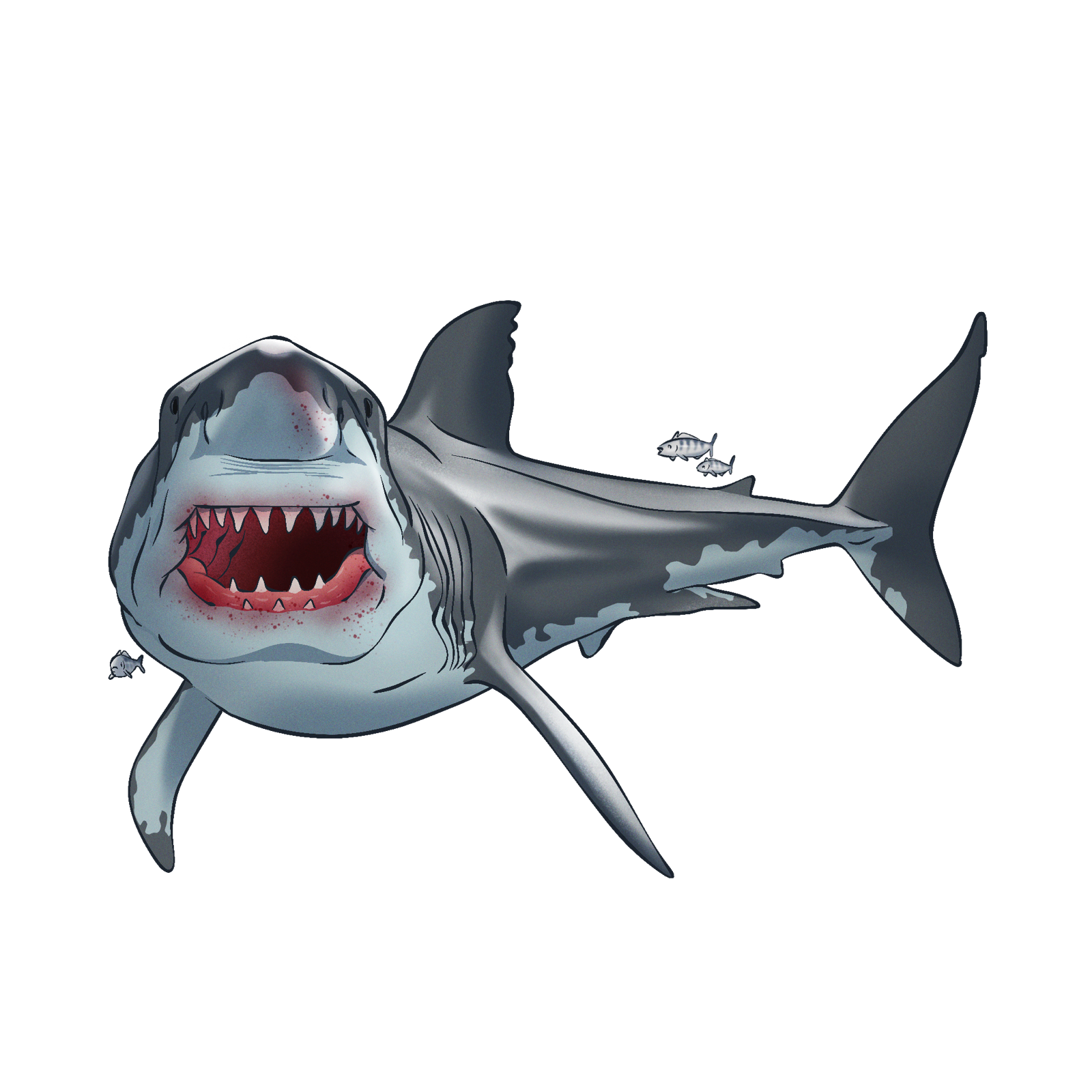 Shark, drawn at Medium scale