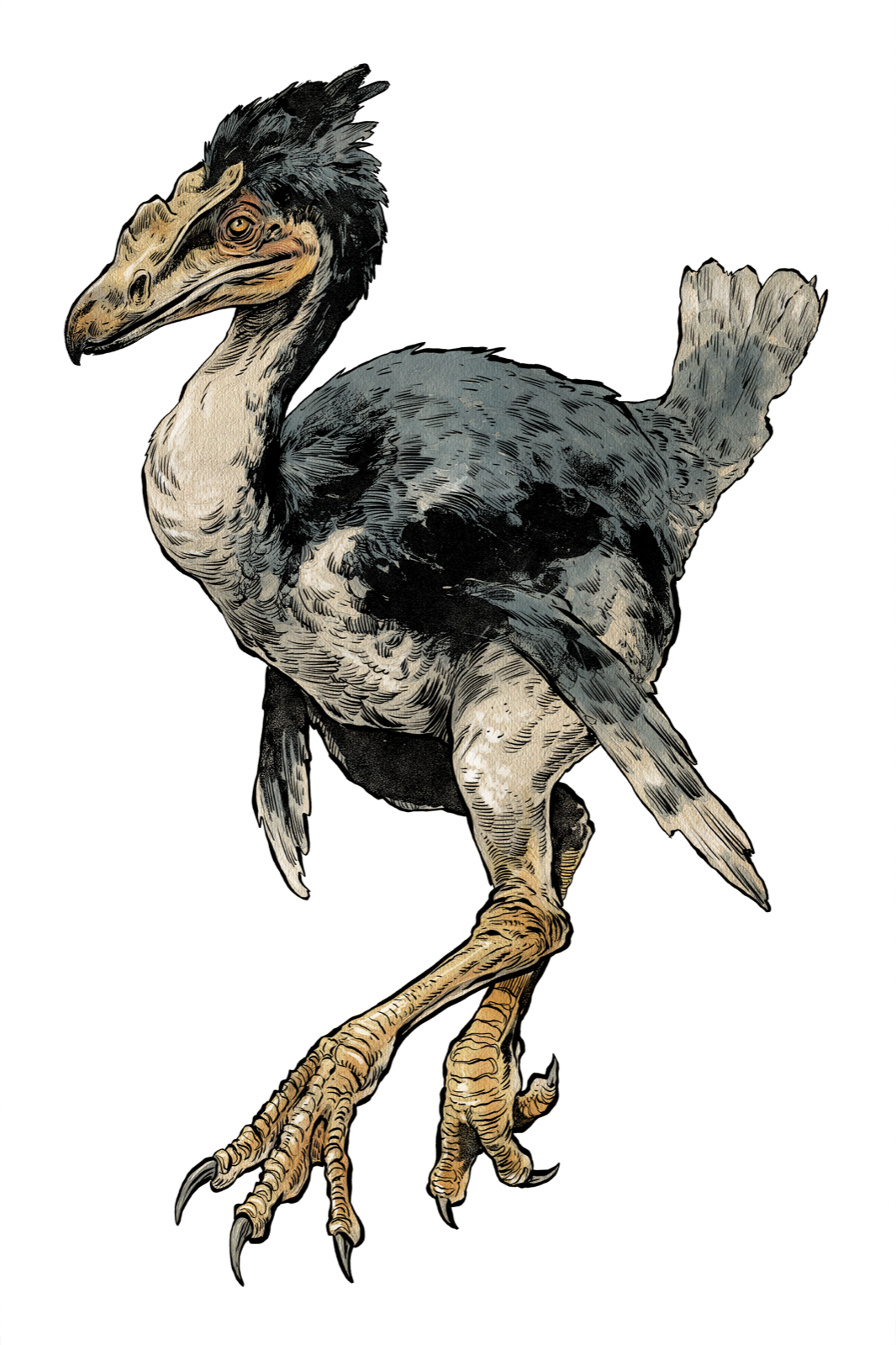 Terror Bird, drawn at Large scale