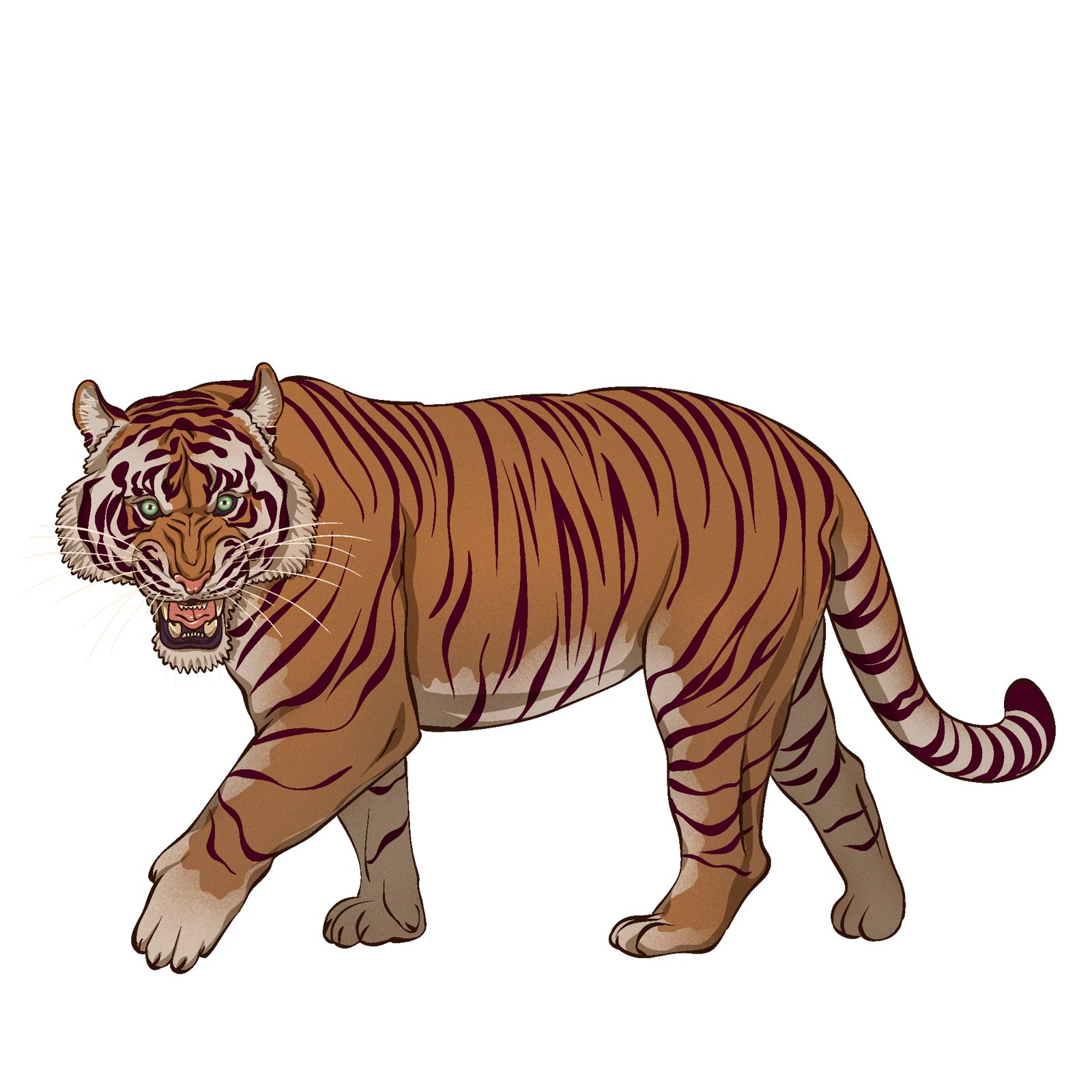 Tiger, drawn at Large scale