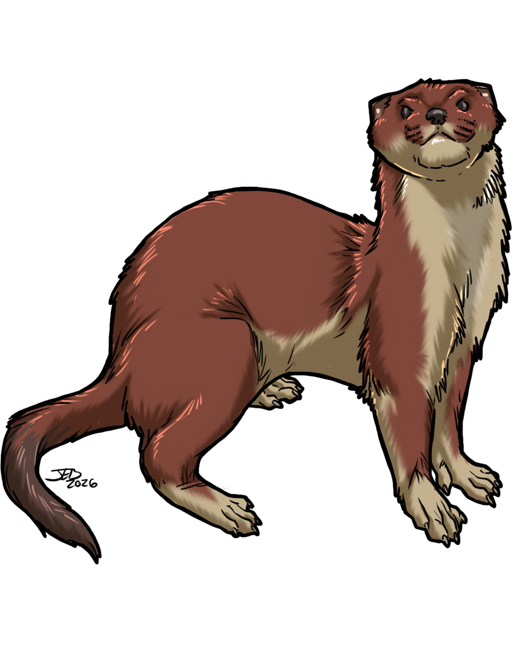 Weasel, drawn at Tiny scale
