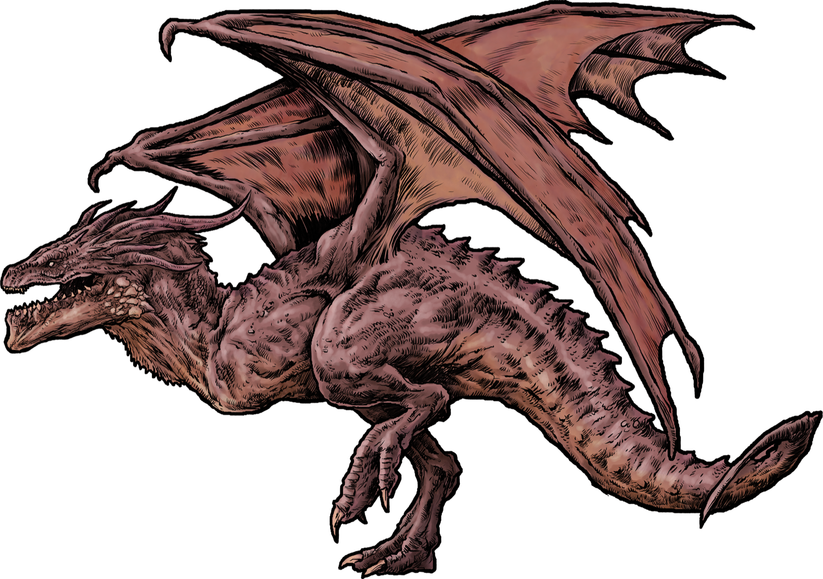 Wyvern, drawn at Large scale