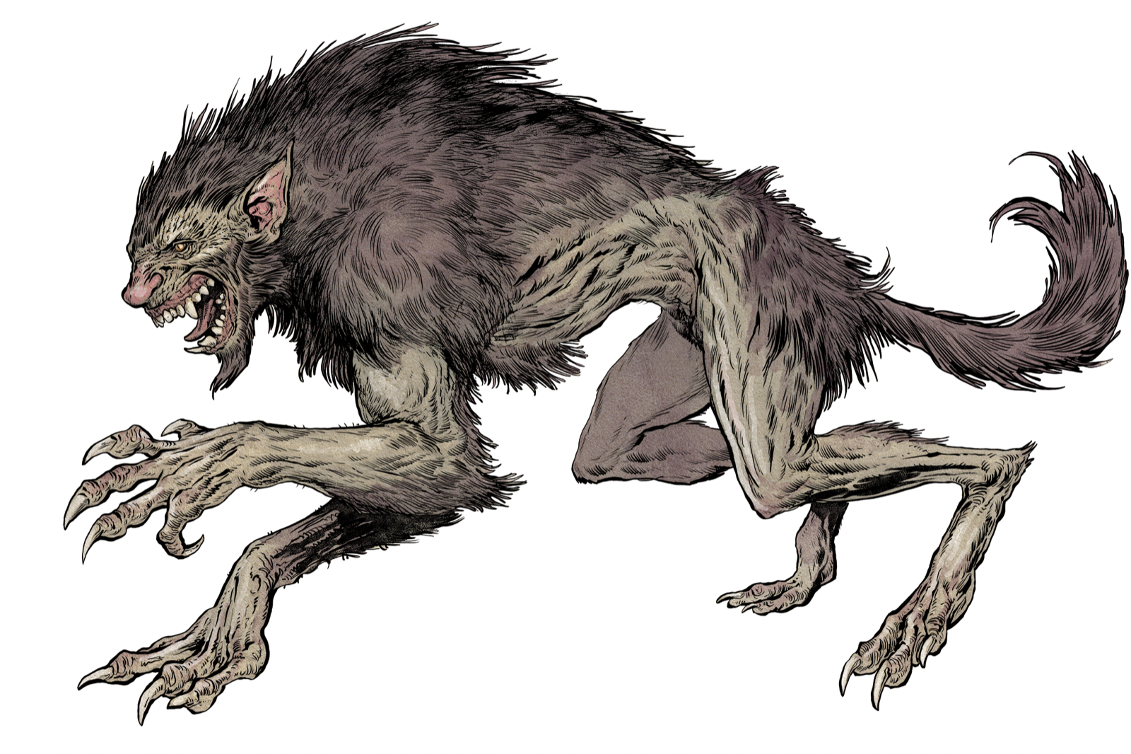 Barghest, drawn at Large scale