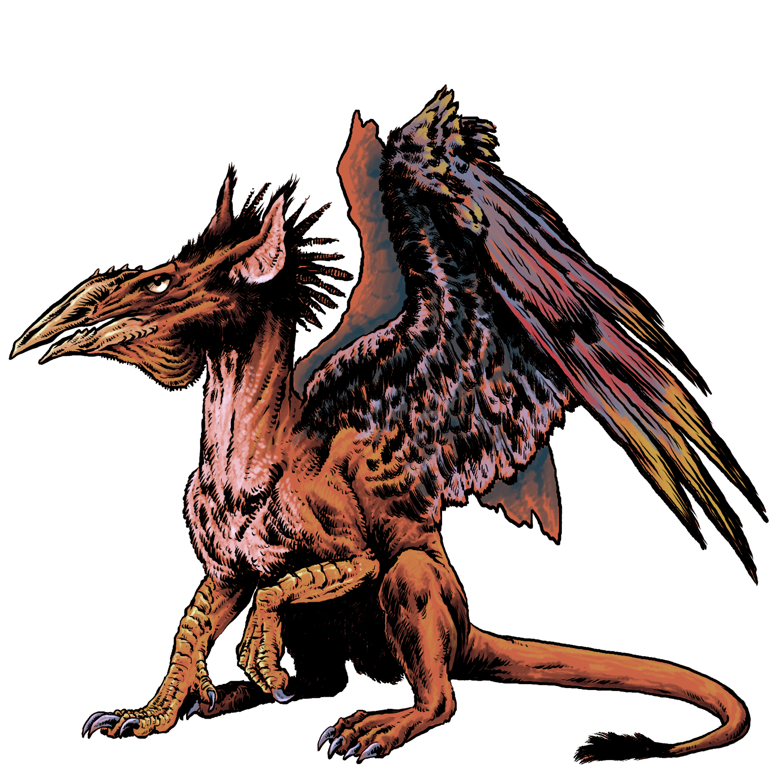 Griffon, drawn at Large scale