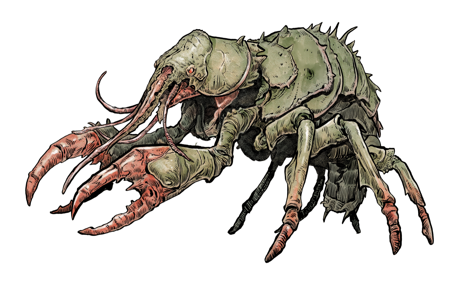 Reefclaw, drawn at Large scale