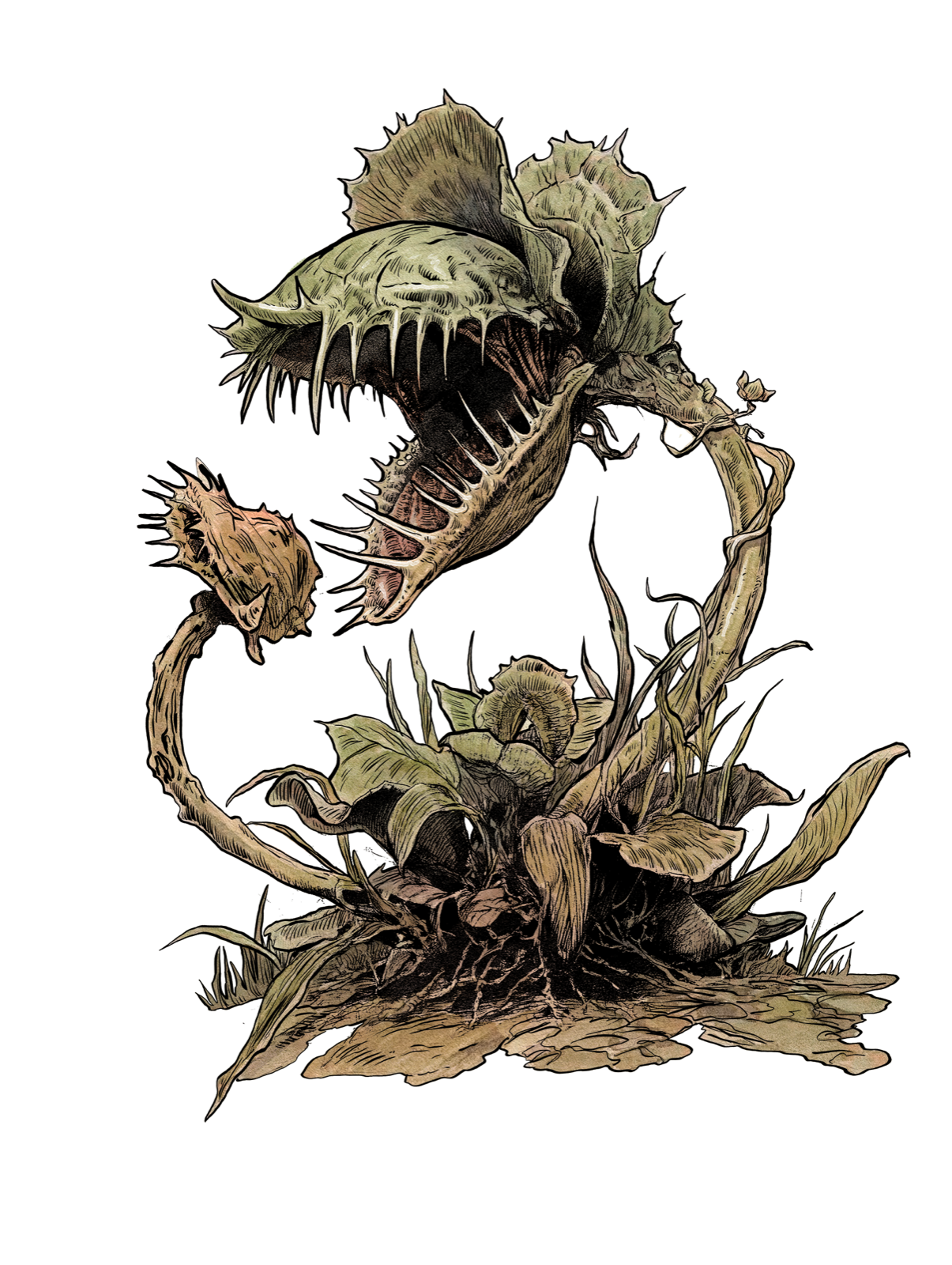 Bloodroot, drawn at Large scale