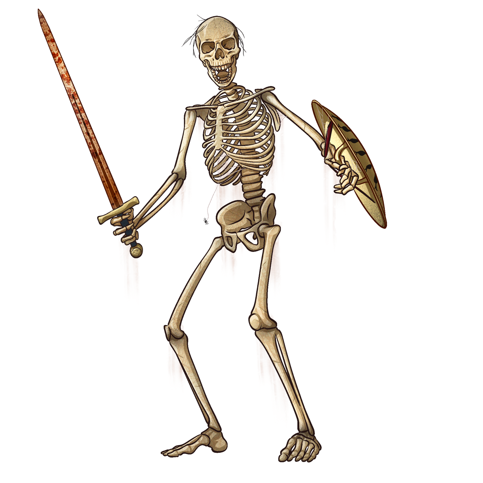 Skeleton, drawn at Medium scale