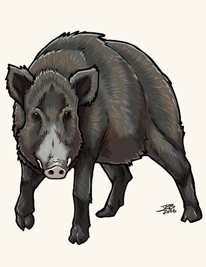 Boar