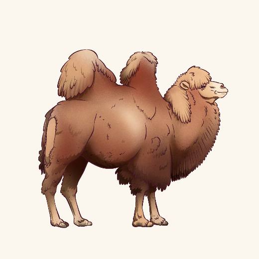 Camel