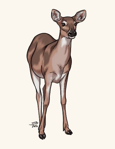 Deer