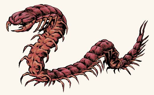 Giant Centipede