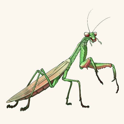 Giant Mantis