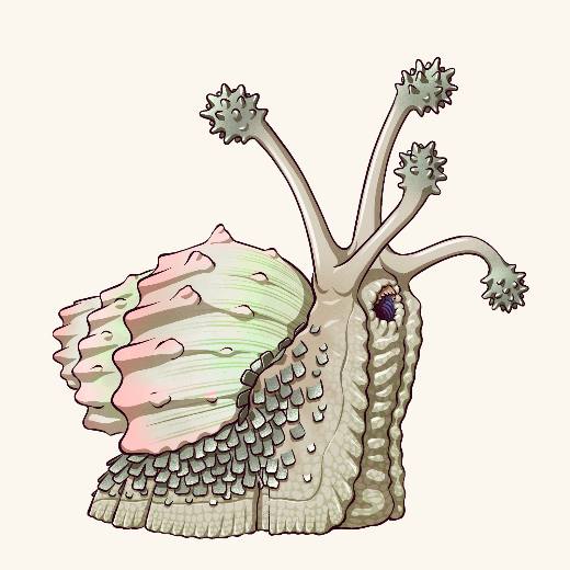 Giant Rock Snail