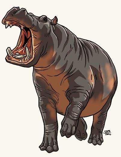 Hippopotamus