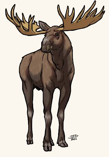 Moose