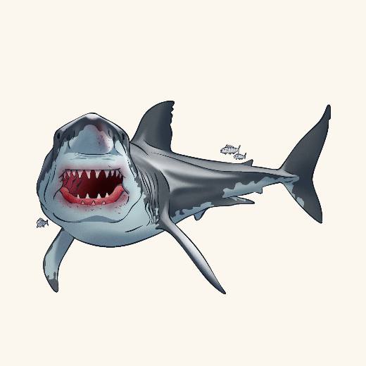Shark