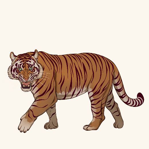 Tiger